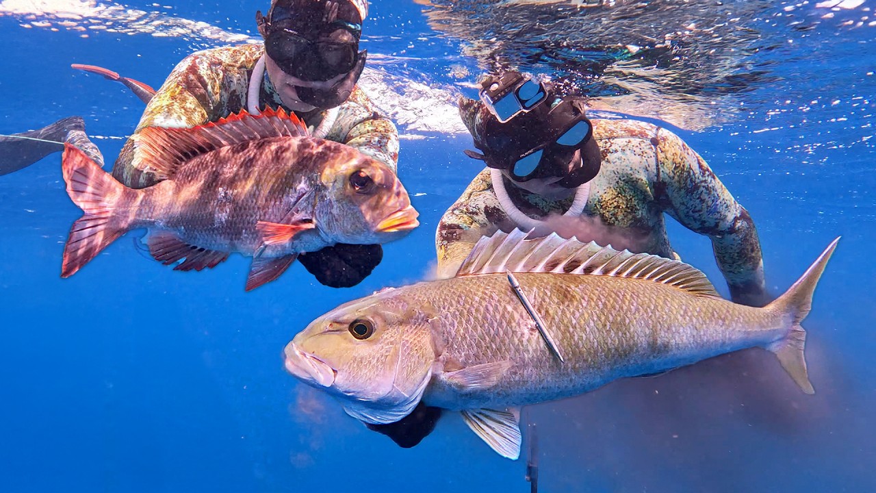 Spearfishing HAWAII for my FIRST UKU & MU!