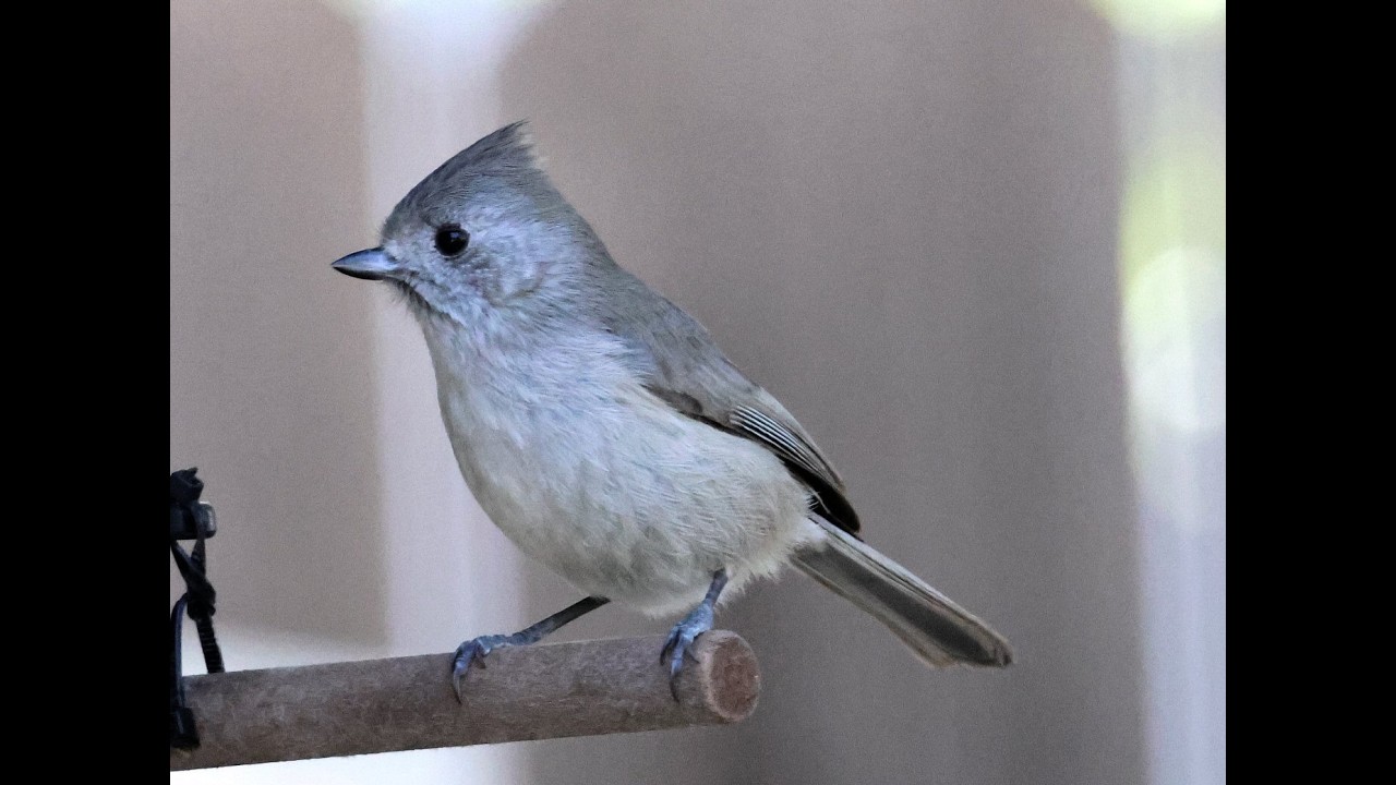 At the Bird Feeder
