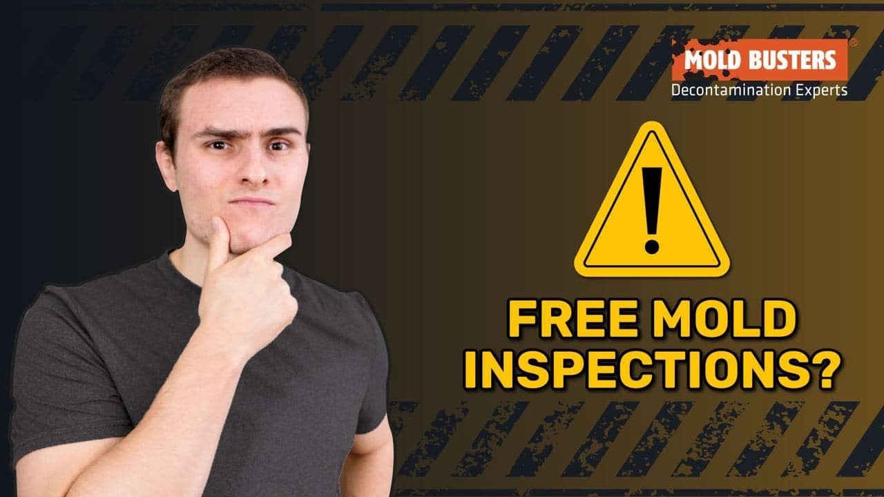 Beware of Free Mold Inspections! 🚫 5 Signs to Identify Bad Companies - Mold Busters