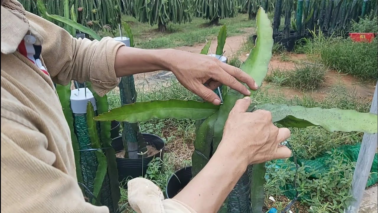 Ferry man - making the top of the head, for the dragon tree is very simple and effective.