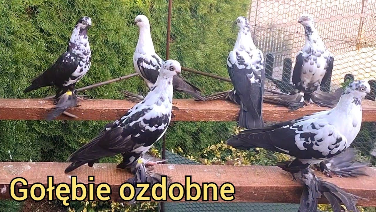 Gołębie krótkodziobe - młode 2023