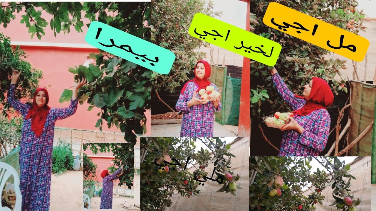 هادى خيرت  ربي جات ختكم زهرة فرحات  والجردة خرجات بي خيرها  فرحات