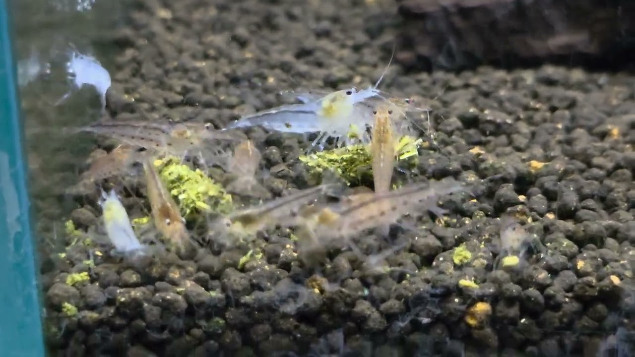 Krewetki amano , Orange,  white , yellow, caridina multidentata