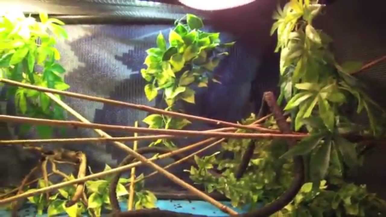 BABY VEILED CHAMELEON CARE!