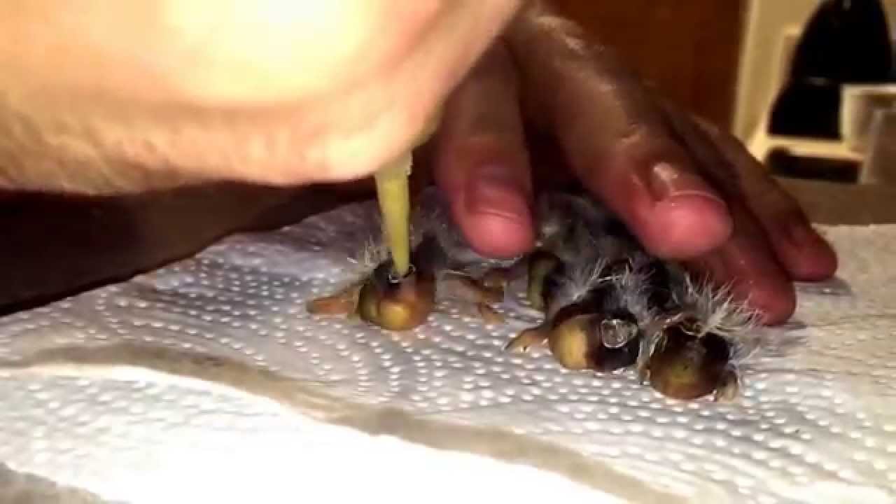 Caring for zebra finch babies