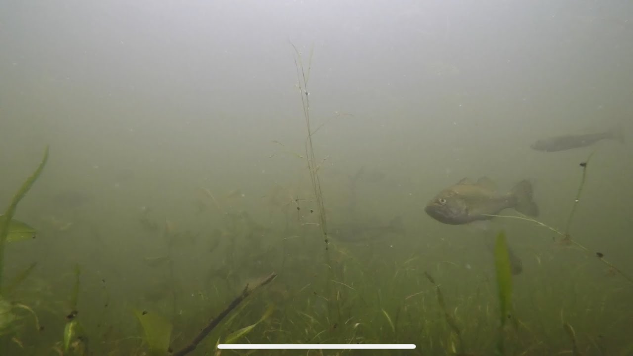 Wisconsin Go Pro Pier footage. Schools of fish and huge bass