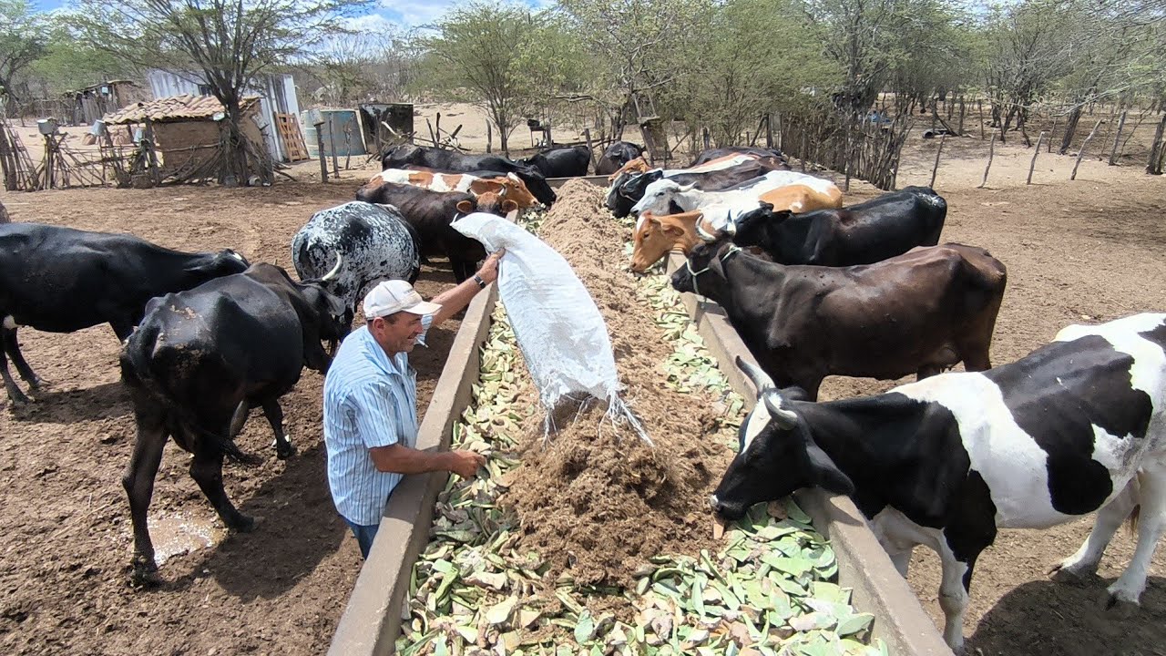 CONHEÇA UM NORDESTINO RAIZ A LUTA DIÁRIA DE SEU BIGA CRIADOR DE VACAS LEITEIRA 