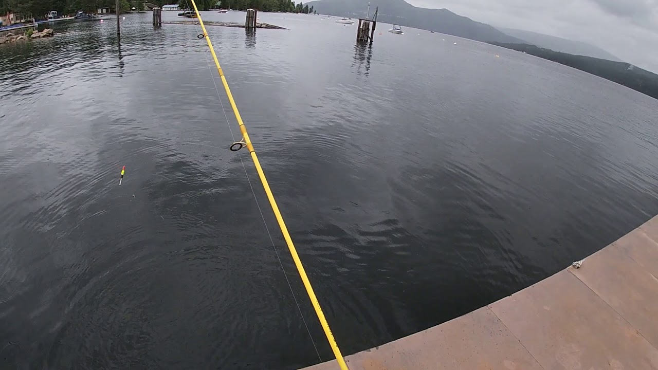 peamouth chub at shuswap lake