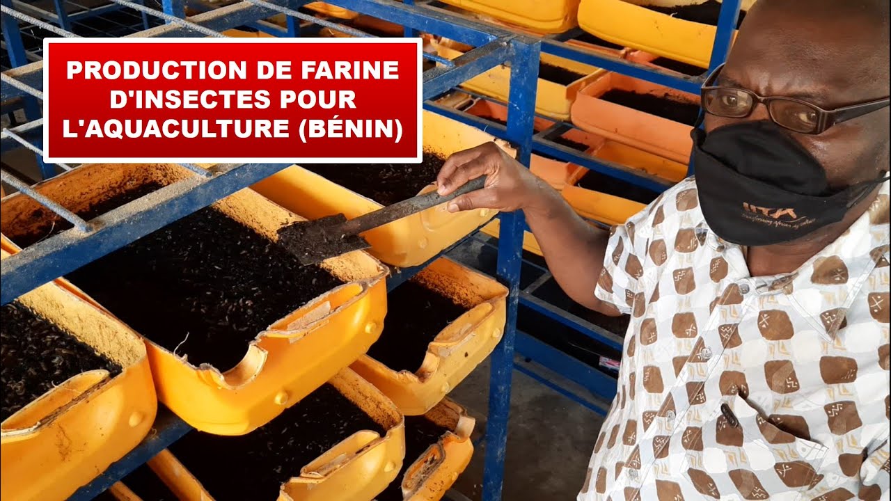 Production de farine d'insecte pour l'aquaculture (Bénin)