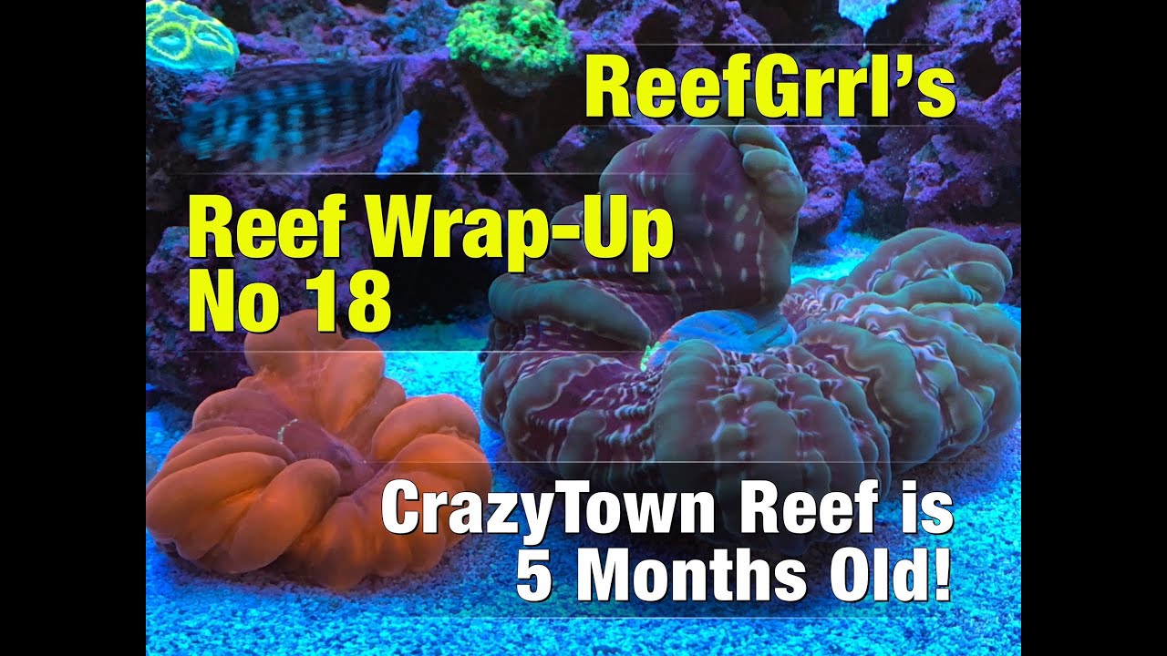 Reef Wrap-up No 18 - I Have to Keep Reminding Myself This Tank is Barely 5 Months Old!