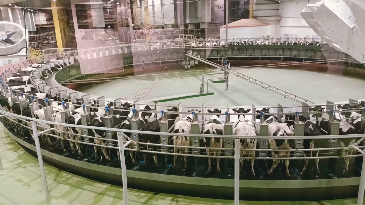 Cow Milking process in Baladna Farm....Baladna farm ko gaiharu Maansoons's world