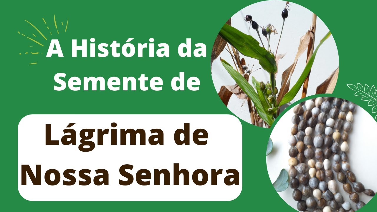 A história da semente Lágrima de Nossa Senhora