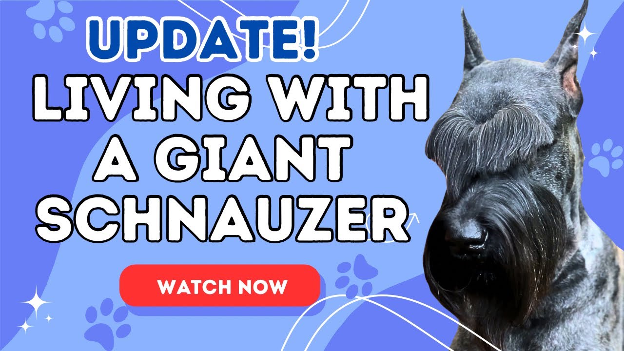 FINALLY an Update about Vader! | Giant Schnauzer | Everything has Changed