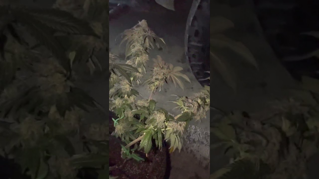 Clearwater Genetics “Gargantuan” cross is (Gary Payton x Apple Mintz).