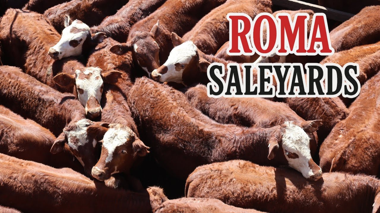 Roma Saleyards Queensland | Exploring Australia&rsquo;s Largest Cattle Selling Facility in the Outback