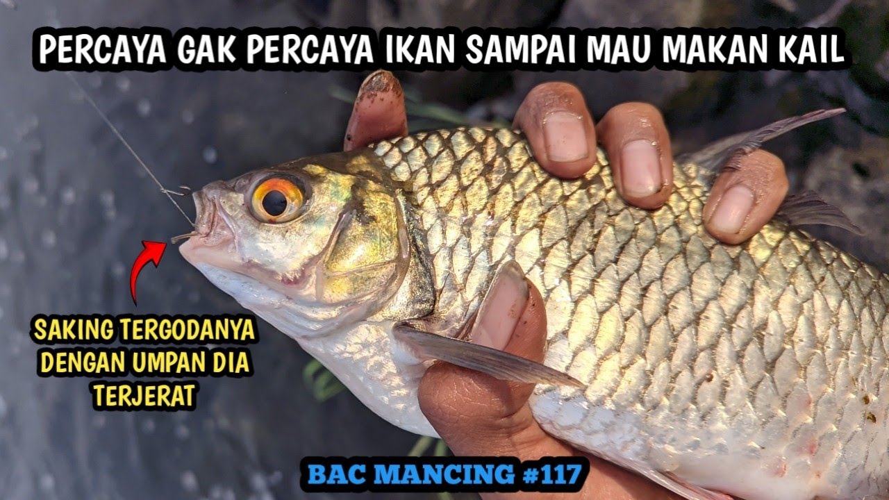 RANGKAIAN MANCING TAWES DAN ESSEN JAHAT YANG PASTI BIKIN PENASARAN