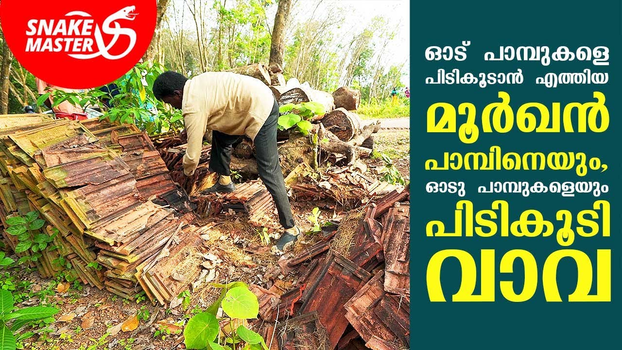 ഓട് പാമ്പുകളെ പിടികൂടാൻ എത്തിയ മൂർഖൻ പാമ്പിനെയും, ഓടുപാമ്പുകളെയും പിടികൂടി വാവ | Snakemaster 636