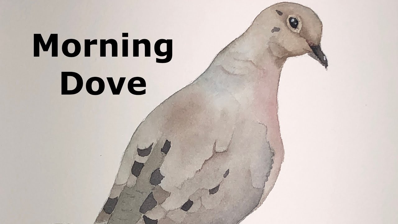 How to paint a morning dove in watercolor tutorial wood pigeon grey wing feather coo