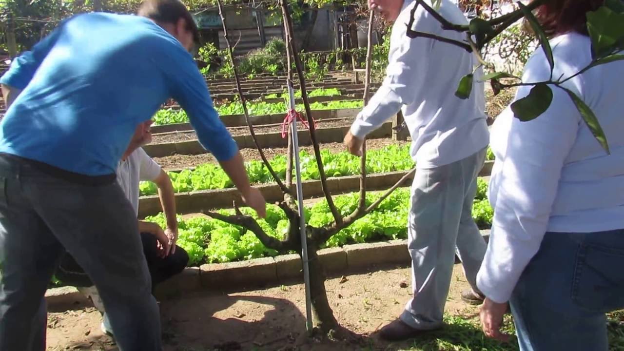 340 ) -  ESPAÇAMENTO E PODA DO FIGO E DA LARANJEIRA – FERRAZ DE VASCONCELOS   SP