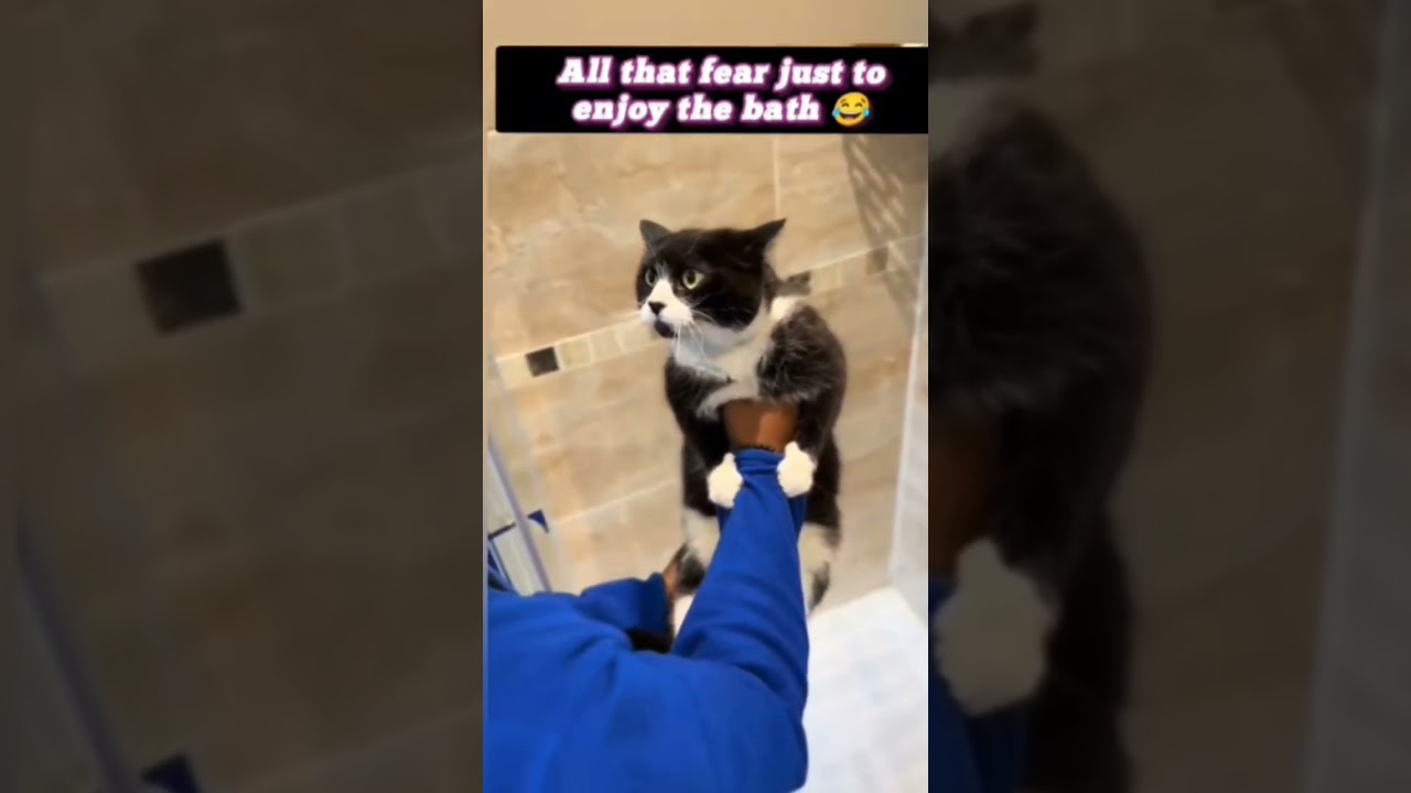 All That Fear Just To Enjoy The Bath 🙄 #cats #shower #humor #fyp #foryou #inthelifeofmp3 #catsworld