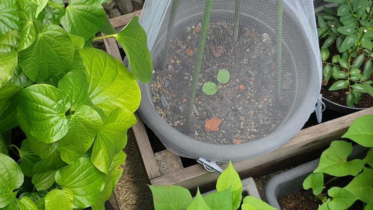 EASY TO MAKE PLANT POT COVER | no nails, no drilling ... Protect your veg from pests & leaf miners