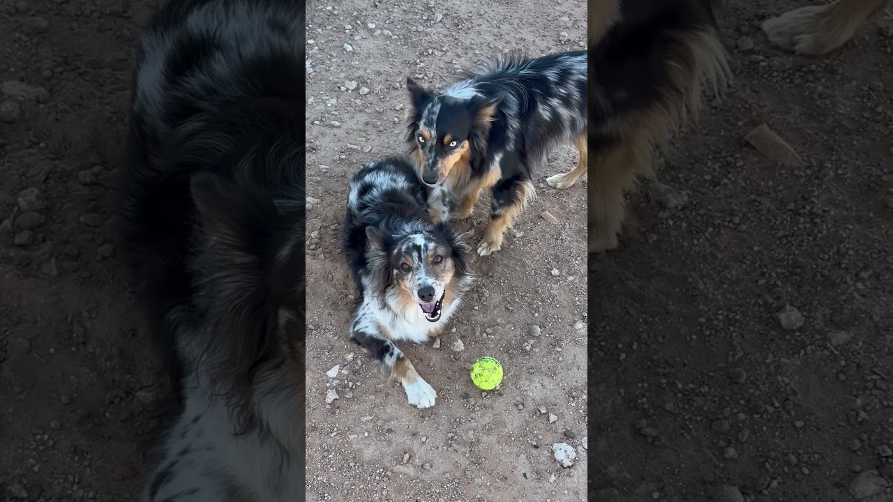 Now they’re Aussie day 