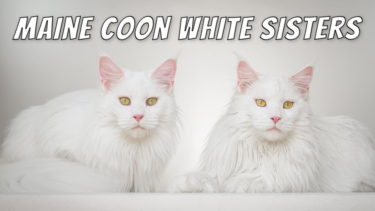 Maine Coon cats | White sisters.