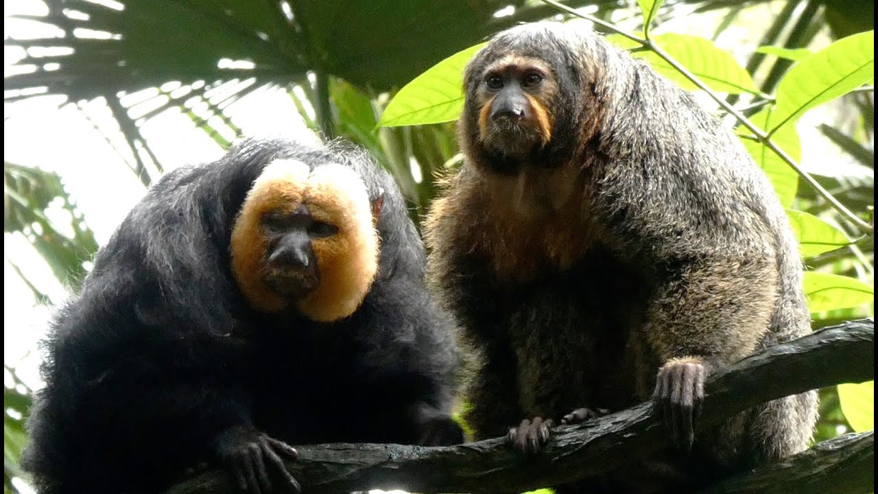 仲良しシロガオサキカップル/ A couple of White-faced saki