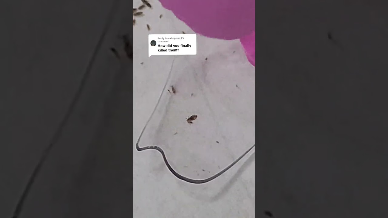 Crunchiness #HeadLice #RGVLiceLady #lice #piojos #licepopping #licepops #asmr ##asmrsounds