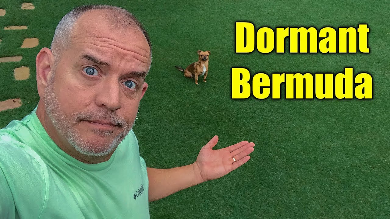 Dormant Bermuda Grass