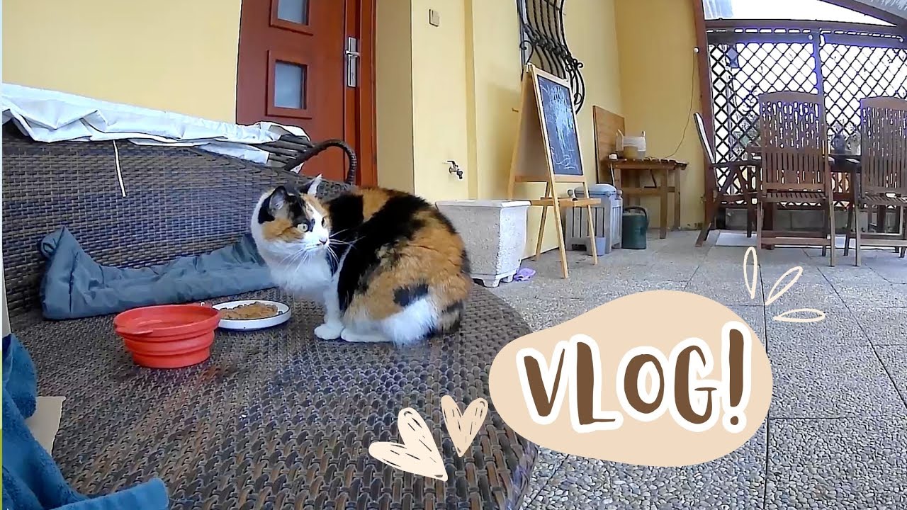 Projekt KOČKA | VLOG