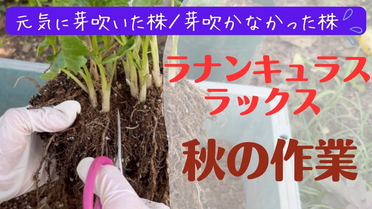 《ラナンキュラスラックス秋にやるべき作業！植え替え・株分け・掘り上げ》鉢植え編／地植え植え編／夏越し失敗原因は？／半地植え