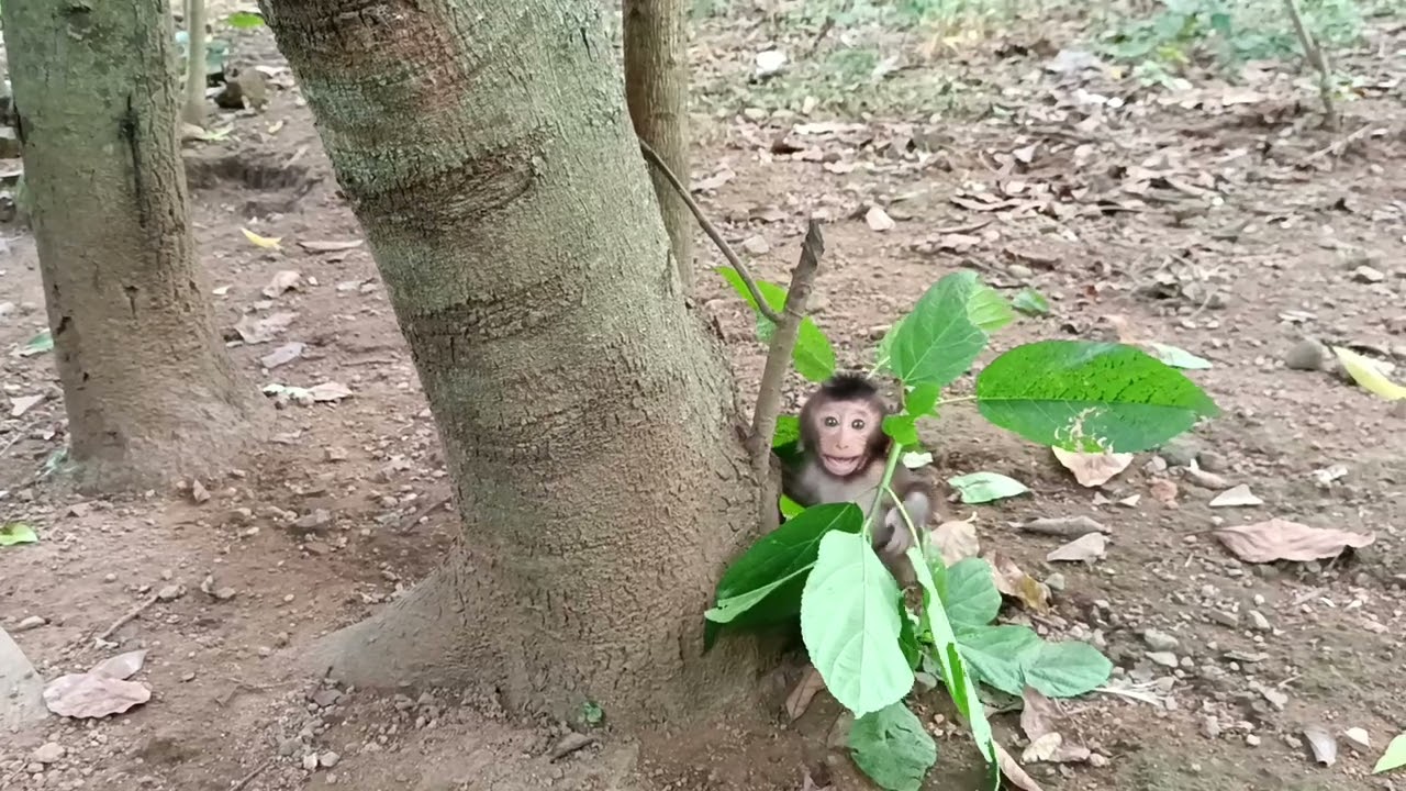 Baby monkey screaming for his mother