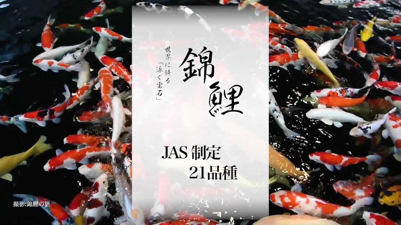 JAS錦鯉品種紹介