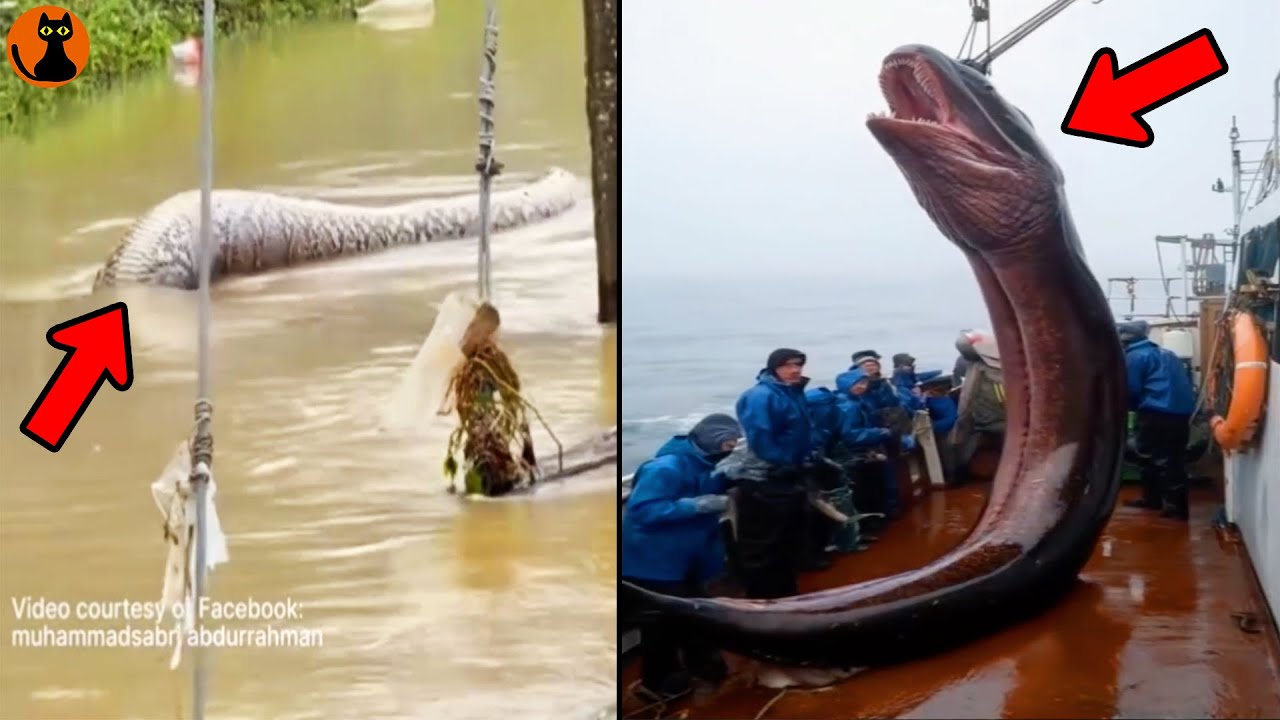 ついにシーサーペントが捕獲か...世界中で撮影された最新未確認生物UMA８選(ゆっくり解説)