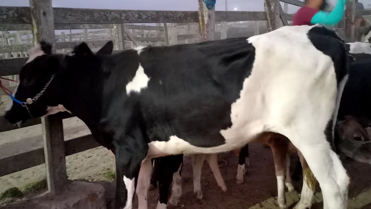 Feira das Bezerras, Novilhas Capoeiras Pe.30/01/26