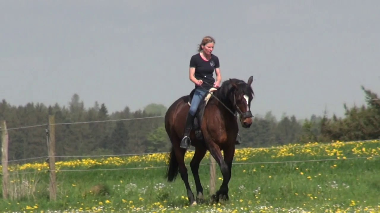 Riding with sidepull on new Seehoefle 