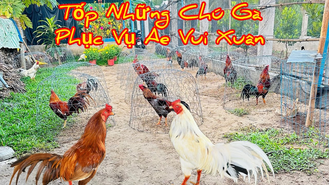 Tốp Những Chú 🐔 Phục Vụ Ae Kéo 🚛🚚🌾🌾 Tết 🧧🌼🌸🌼🌸