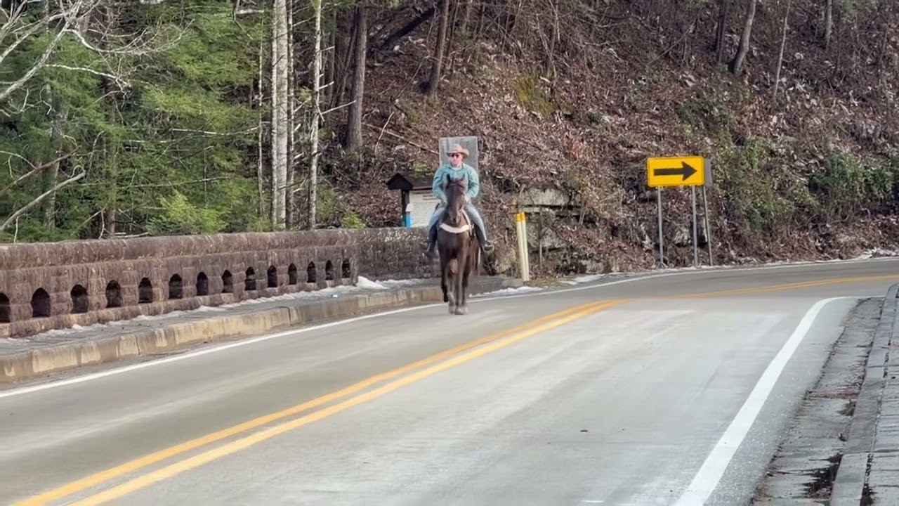 Kodiak Kentucky mountain gelding 