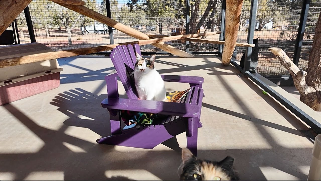 Tiny Adirondack Chairs Made for Cats at Best Friends Animal Sanctuary