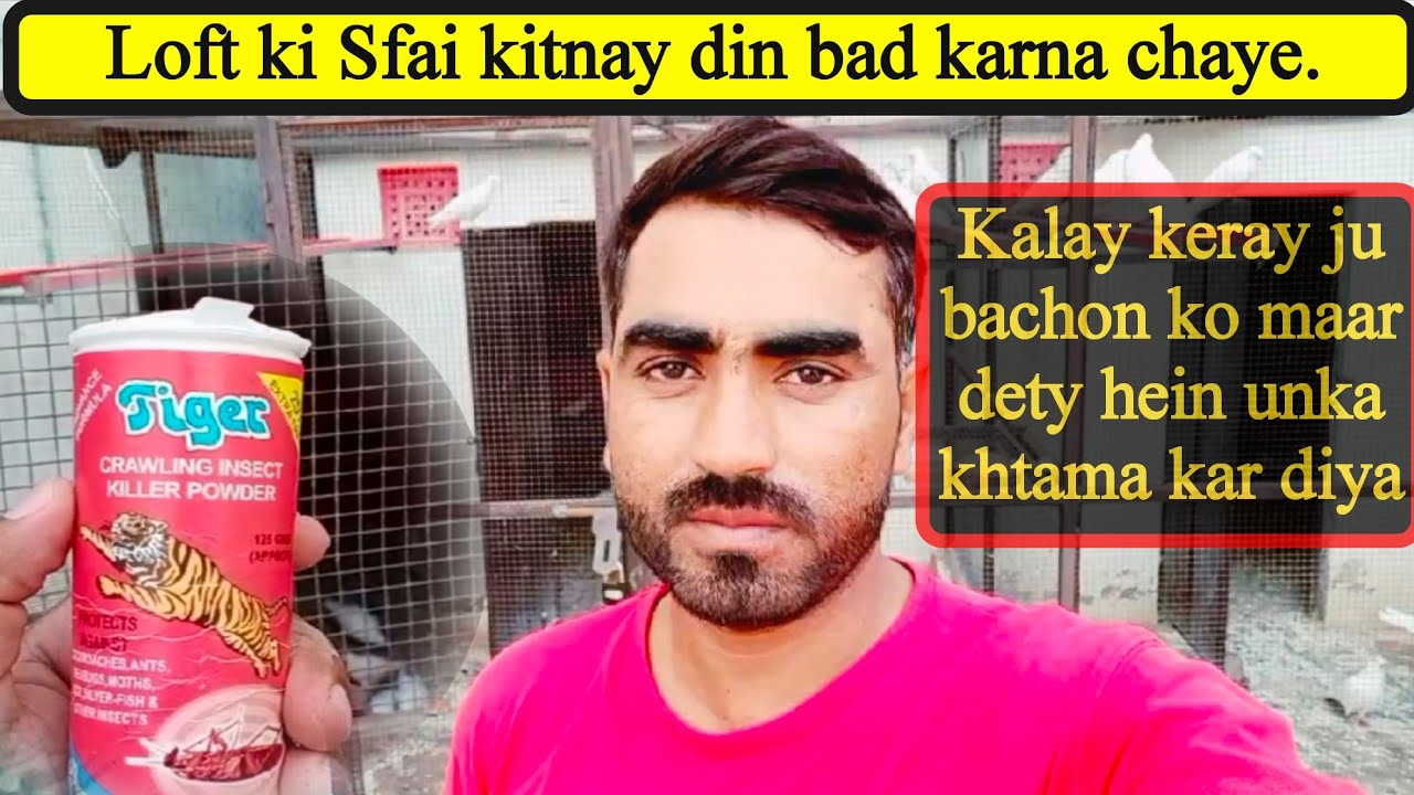 how to clean pigeon loft || kitnay din kay bad pigeons loft ki sfai karni chaye