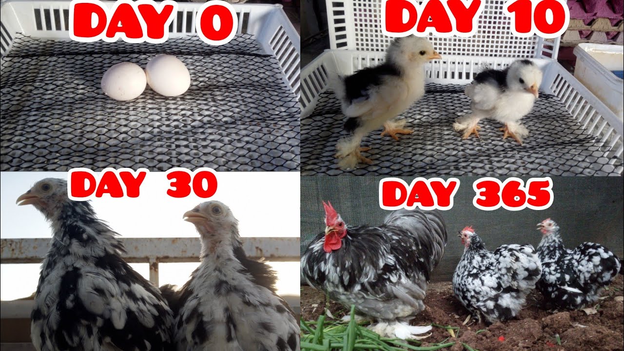 От яйца к зрелой курице 🥚🐣🐤🐔 | Разведение Кочин Цыплята