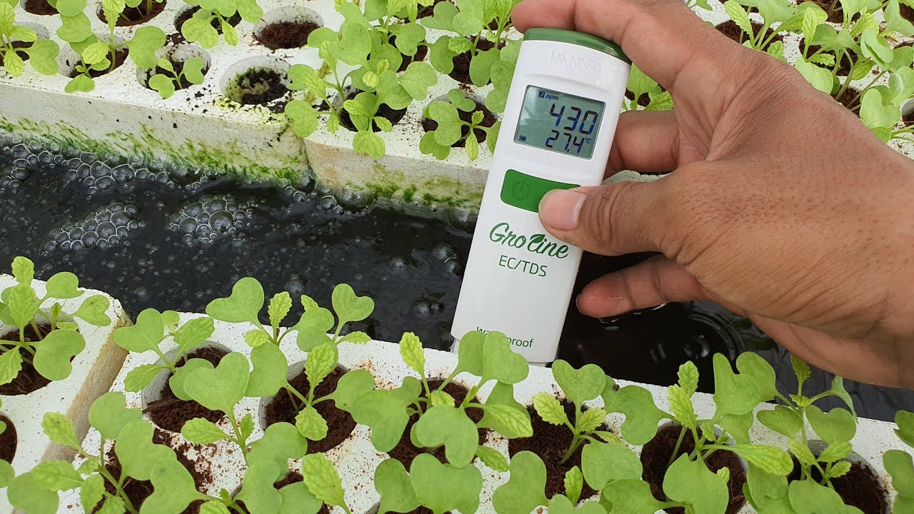 Kiểm tra dinh dưỡng NO3, TDS sau khi hòa vi sinh vào hệ thống Aquaponics được 7 ngày
