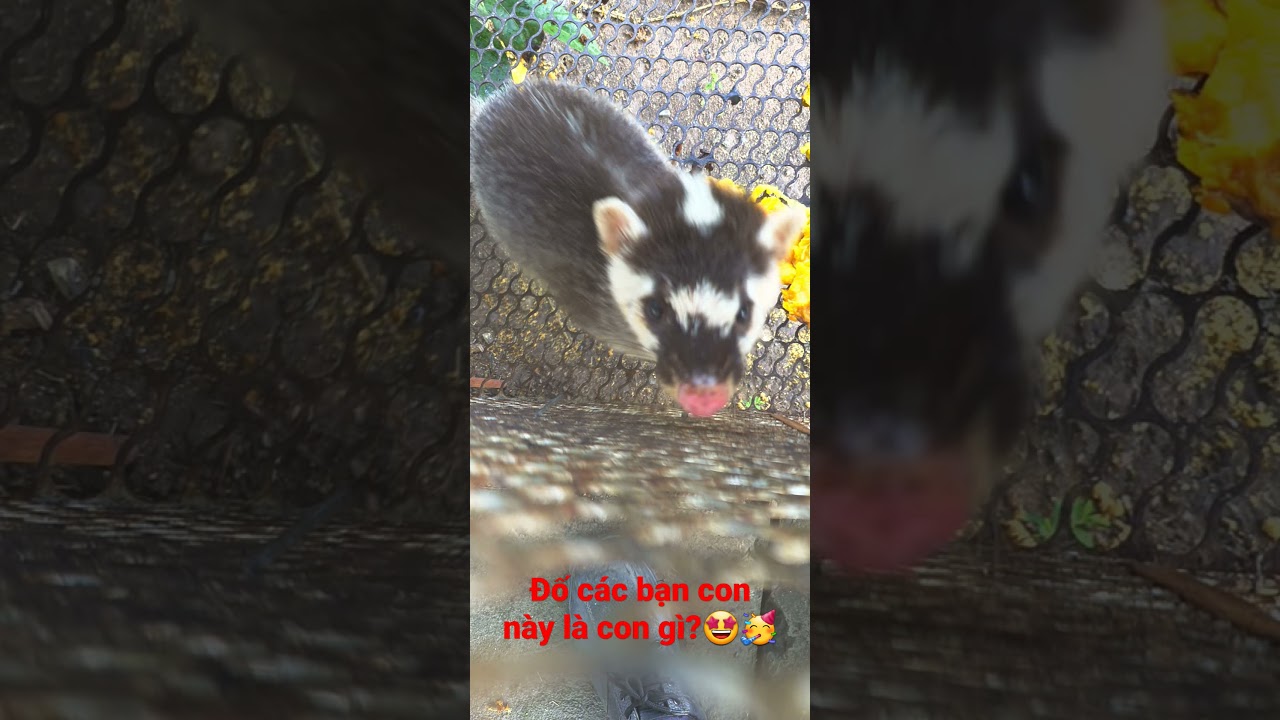 Con Chồn Hương&nbsp;Ăn G&igrave; ? triệu View TikTok #shorts