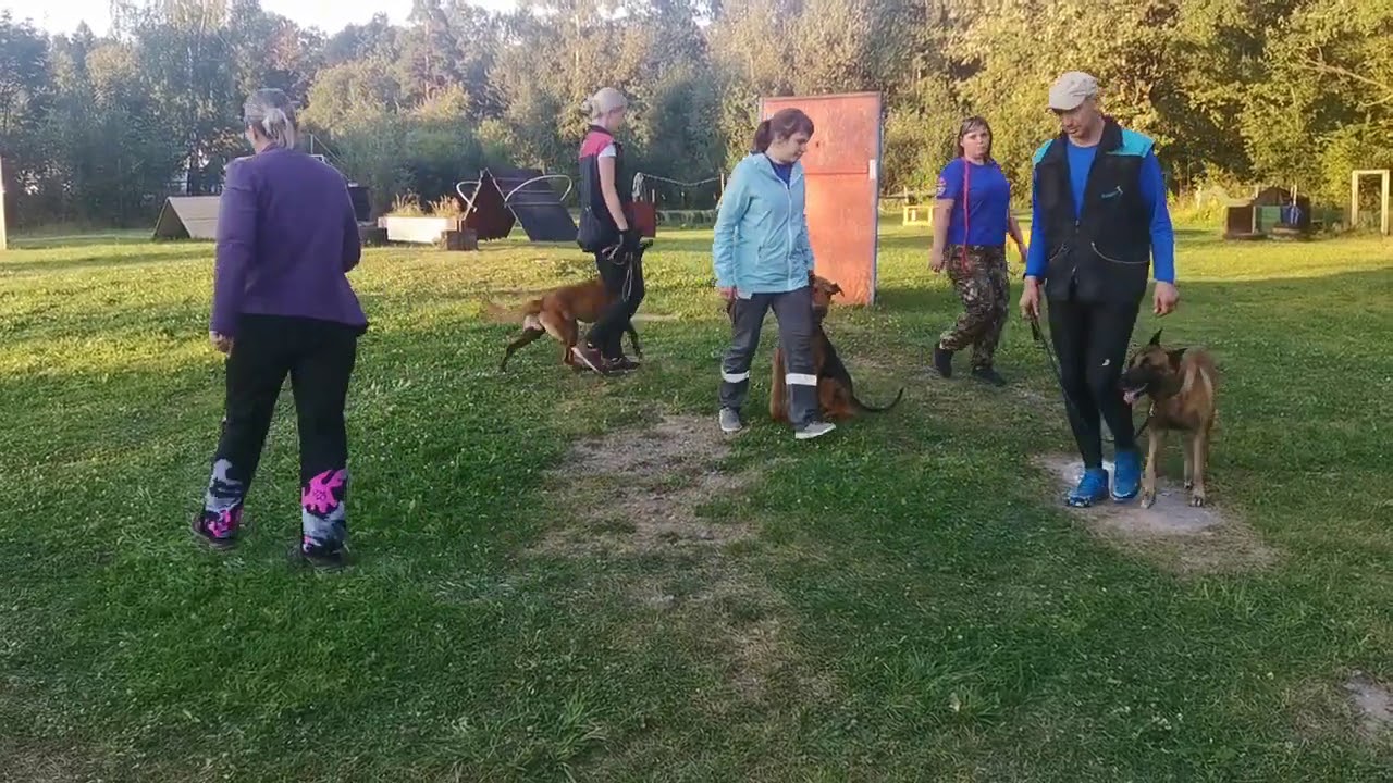 IPO-R RH-T V airedale terrier Troublemaker Ralf vom Treffenwald