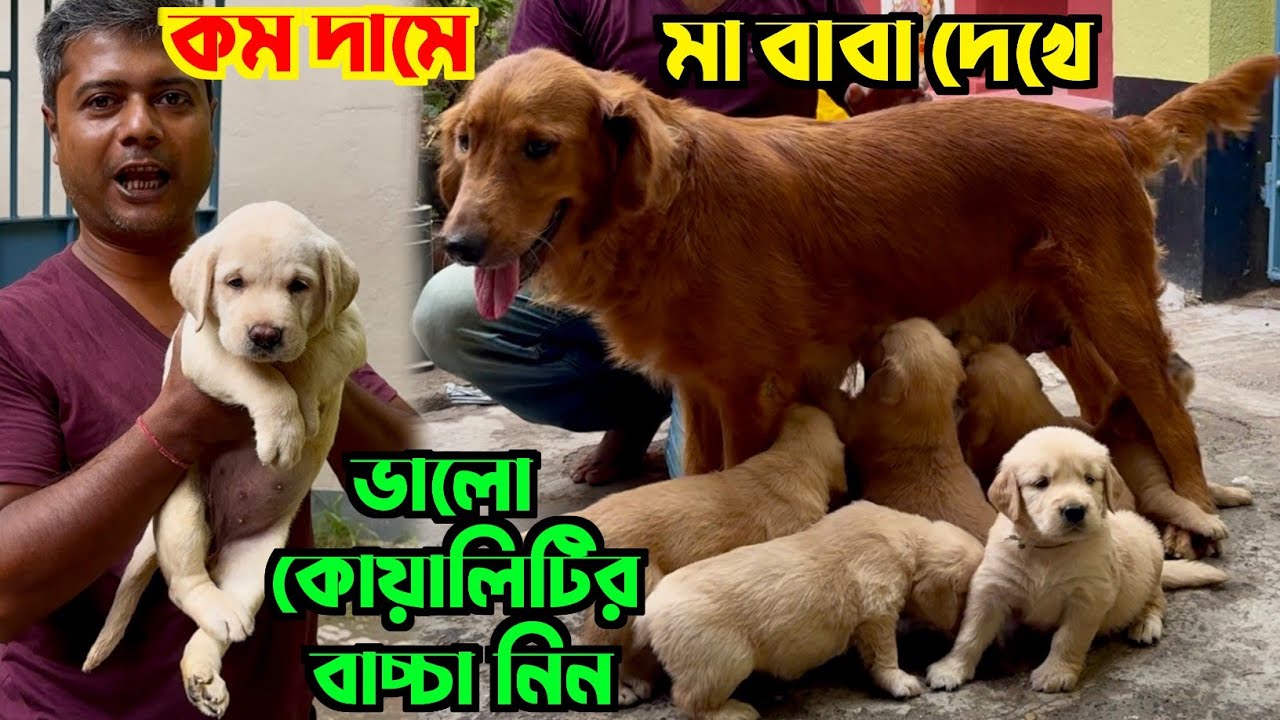 Golden Retriever Price in Kolkata. Dog Market in Kolkata Price. Kolkata Dog Market Price.
