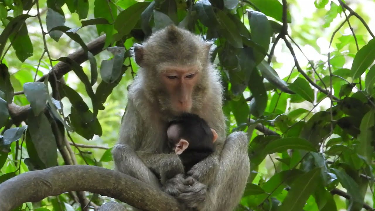 [ New update for skinny monkey Marri with baby Mira ] Mira got more delicious milk