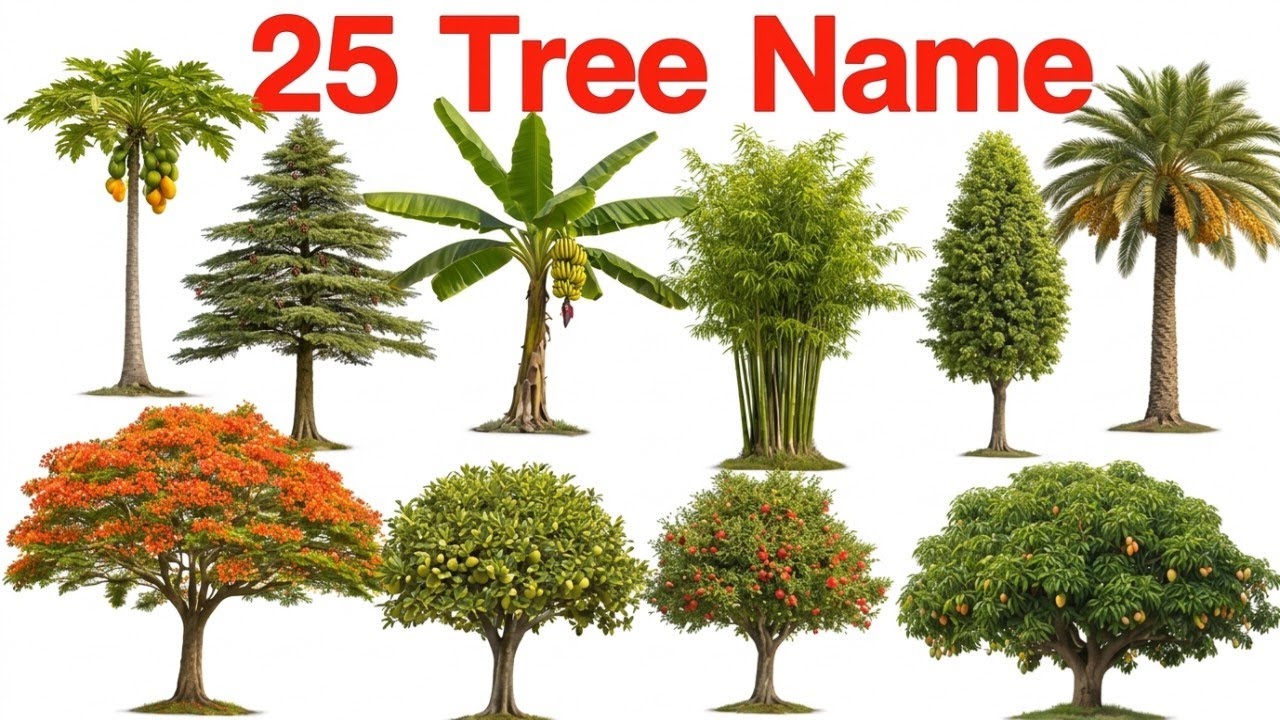 25 Tree Name English to Hindi | Tree Name for Kids Learning | पेड़ों के नाम | Famous Trees Name 