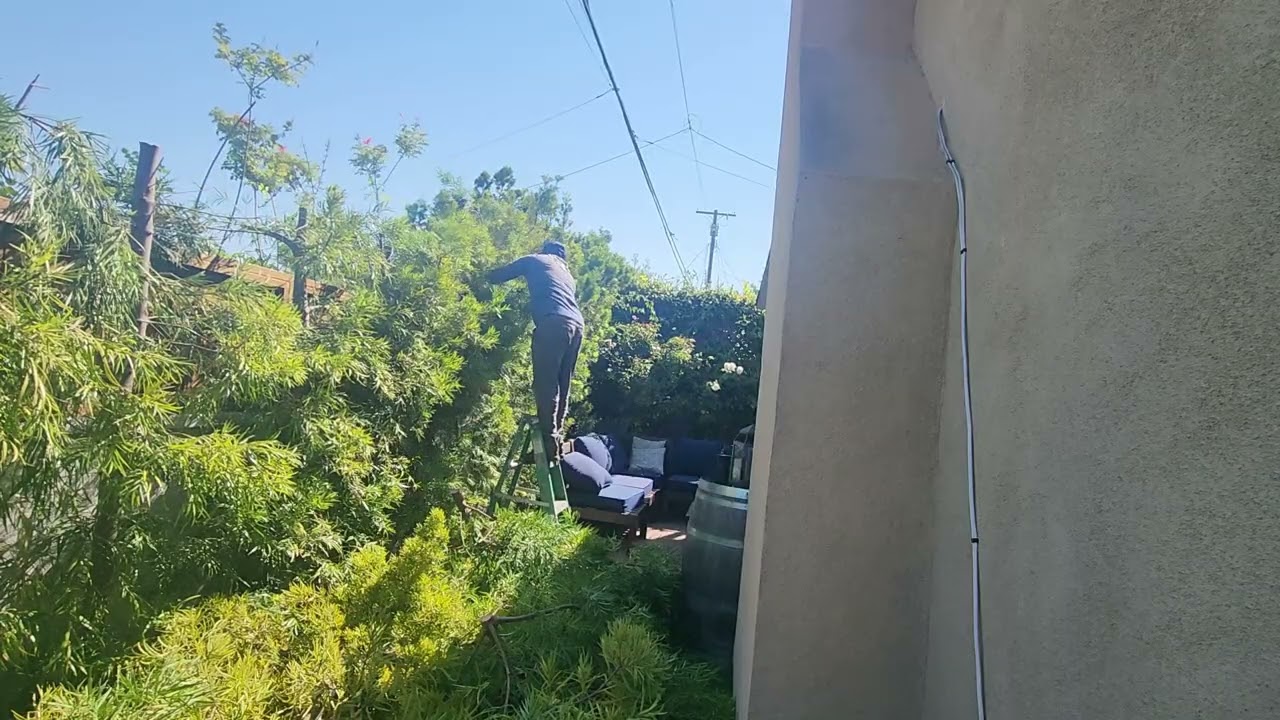 Day 80 Trimming Hedge 