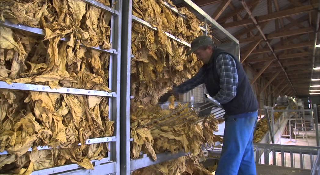 Τα στάδια παραγωγής καπνού